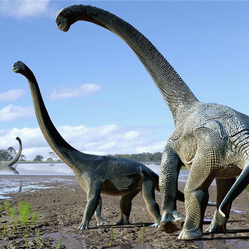 El 'Savannasaurus elliottorum', un nuevo titanosaurio descubierto en Australia