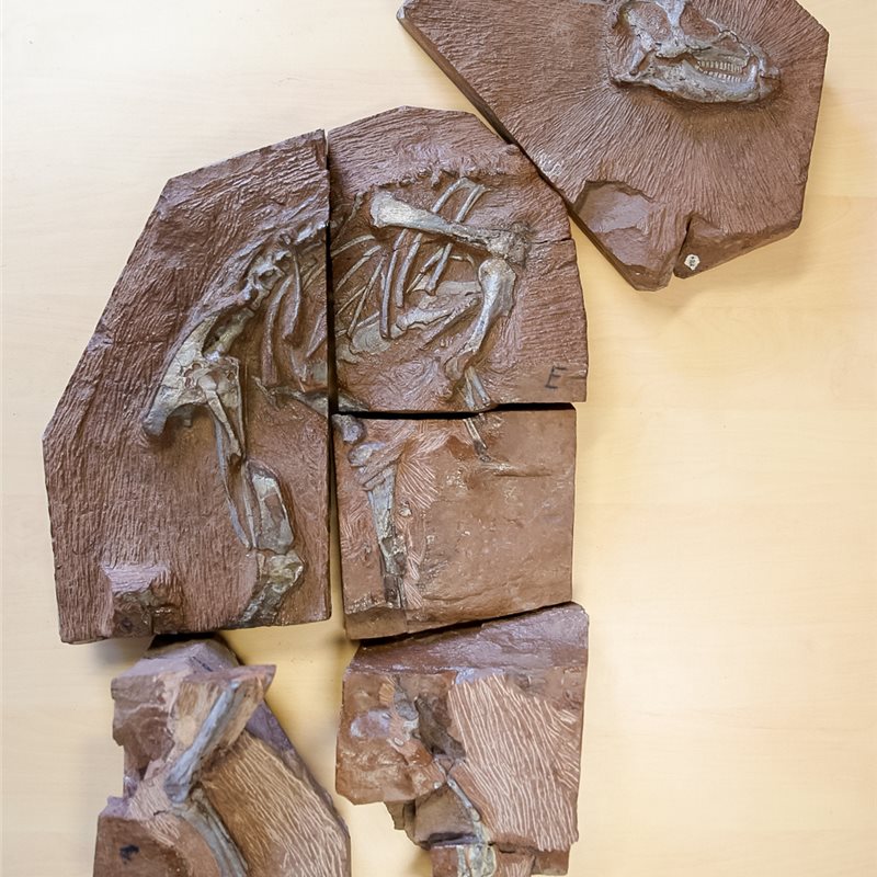 Escanean el fósil más completo de la especie 'Heterodontosaurus tucki'