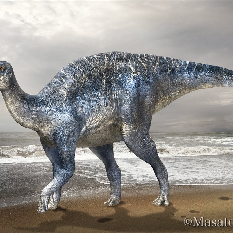 Descubierto el esqueleto completo de dinosaurio más grande de Japón 