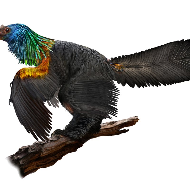 Un extravagante dinosaurio con una cresta ósea y plumas iridiscentes como las de los colibríes