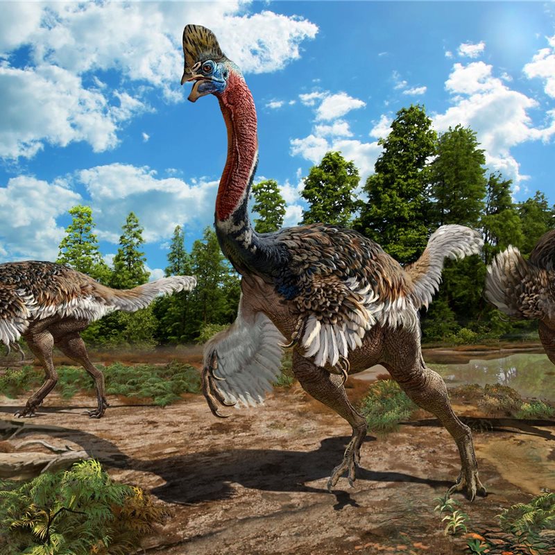 Un nuevo dinosaurio de China con casco y cuerpo de avestruz