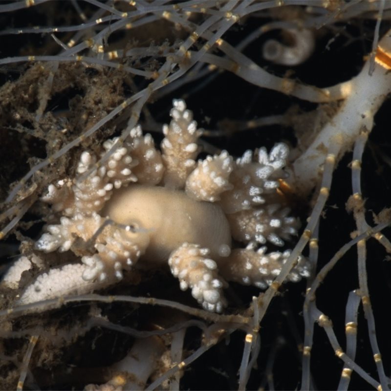 Descubren una nueva especie de invertebrado marino en la Antártida 