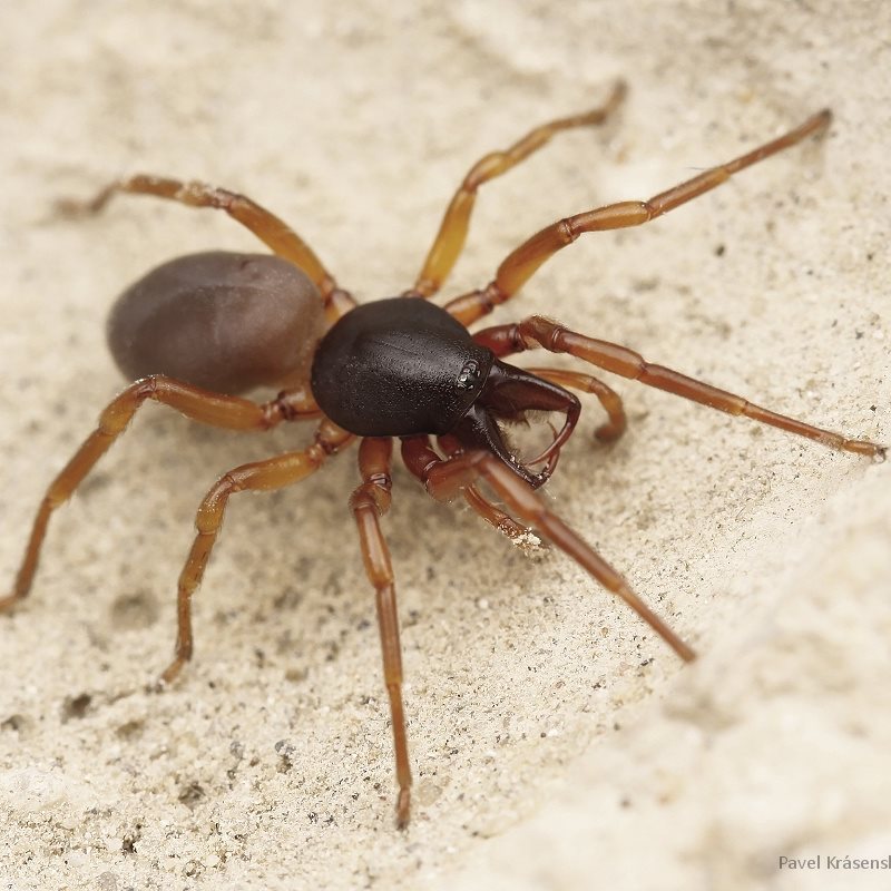 Detectada una nueva especie de araña de 6 ojos en la República Checa