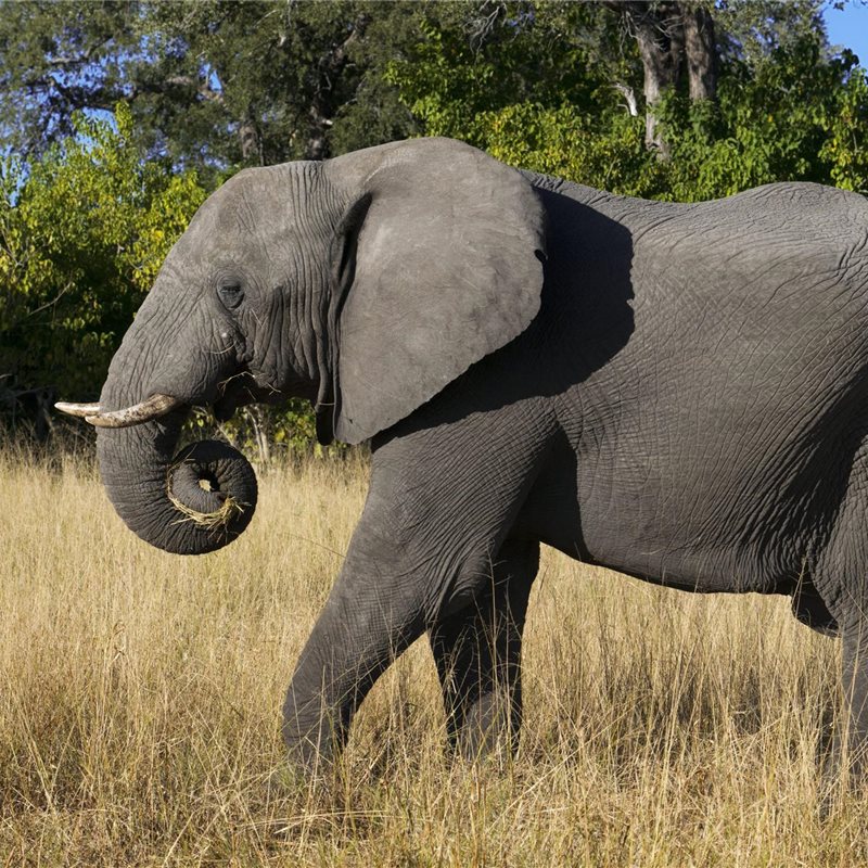 A las elefantas matriarcas africanas les basta con dormir una media de 2 horas al día