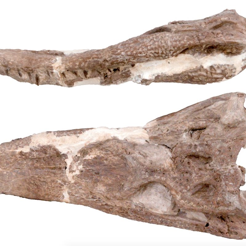 Así eran los caimanes que habitaban en Cataluña hace 16 millones de años