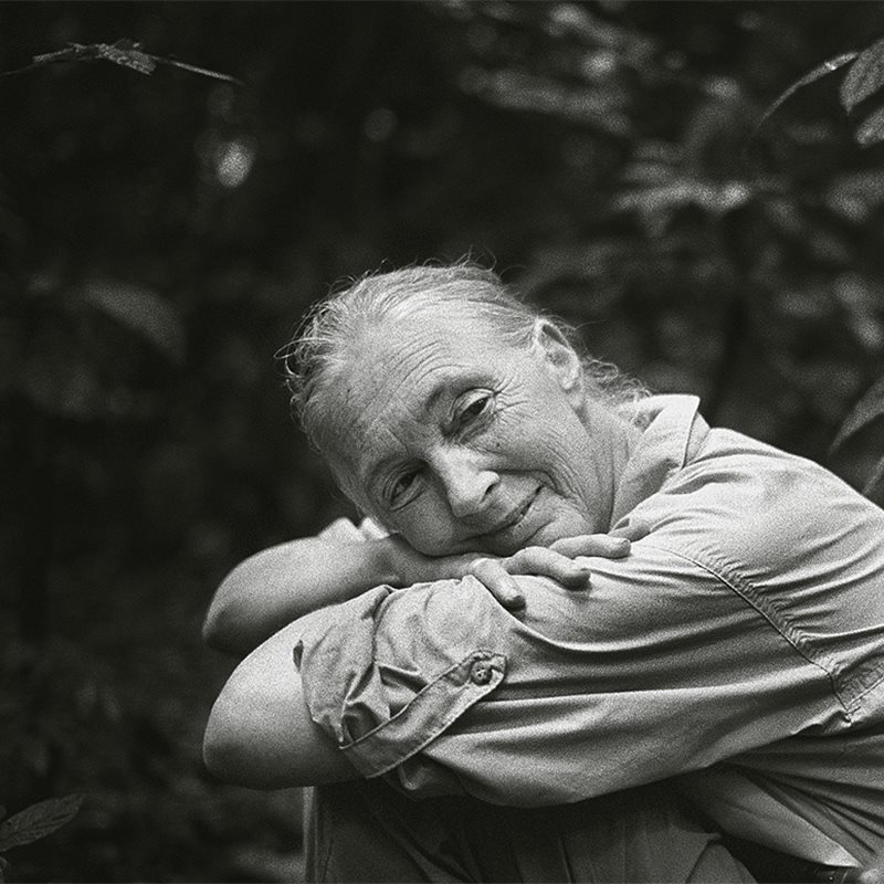 Nick Nichols: fotografiando a Jane Goodall