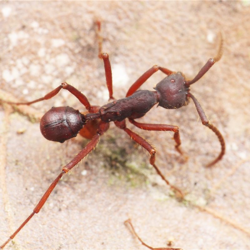 Una nueva especie de escarabajo de Costa Rica viaja sobre el abdomen de las hormigas