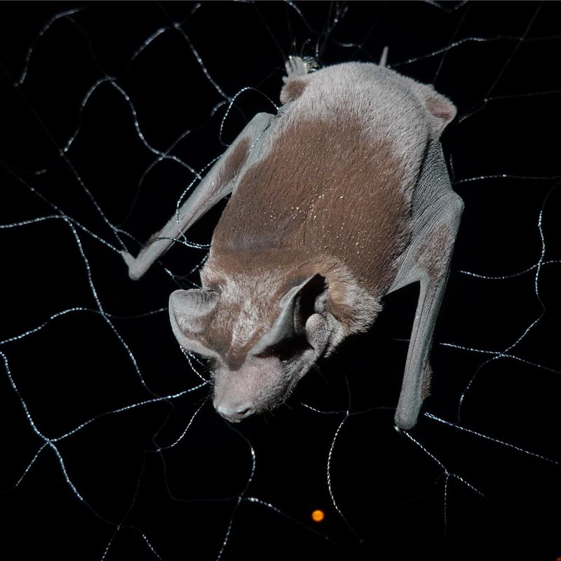 Detectadas 2 nuevas especies de murciélagos cara de perro, en Panamá y en Ecuador
