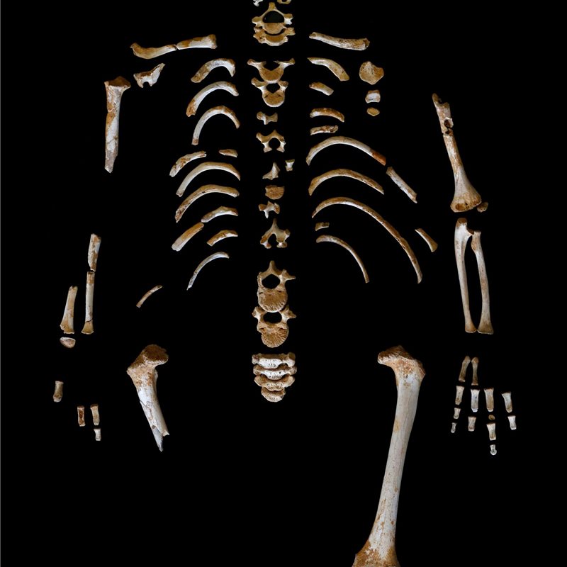 El CSIC reconstruye el crecimiento los neandertales a partir de un niño de El Sidrón