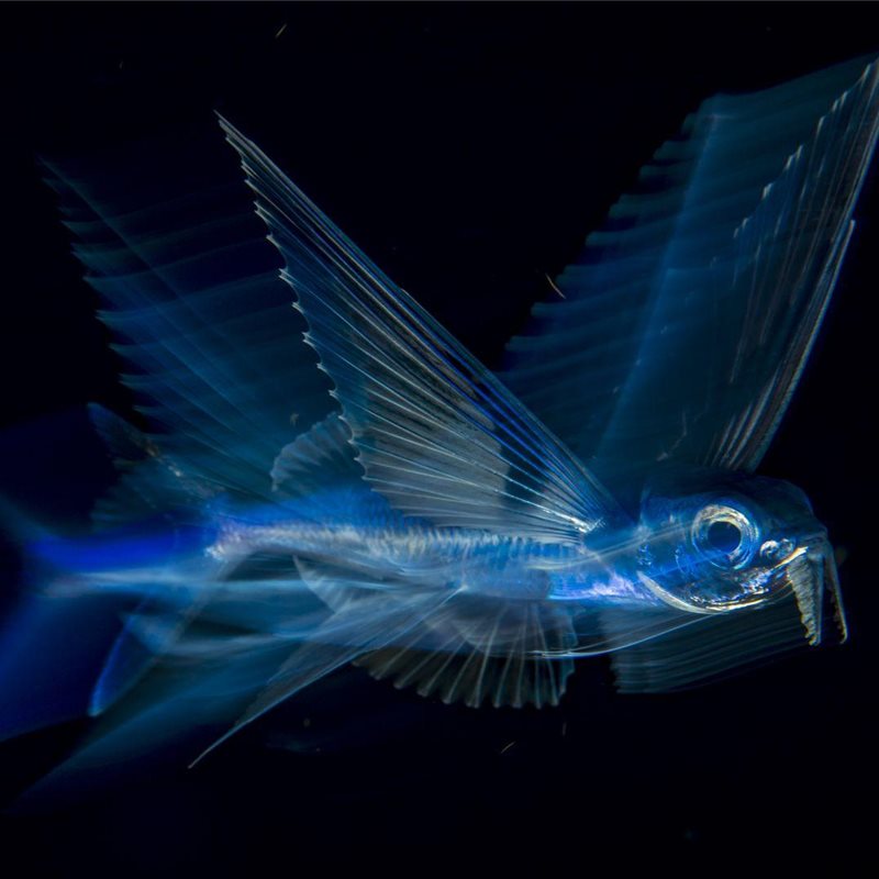 Flying Fish in Motion 