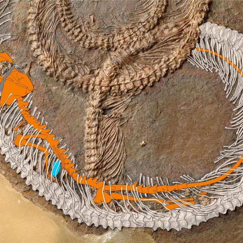 Un fósil de hace 48 millones de años muestra una cadena alimentaria tripartita