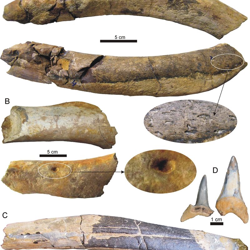 Encuentran fósiles de mamíferos marinos de hace 10 millones de años en Jaén