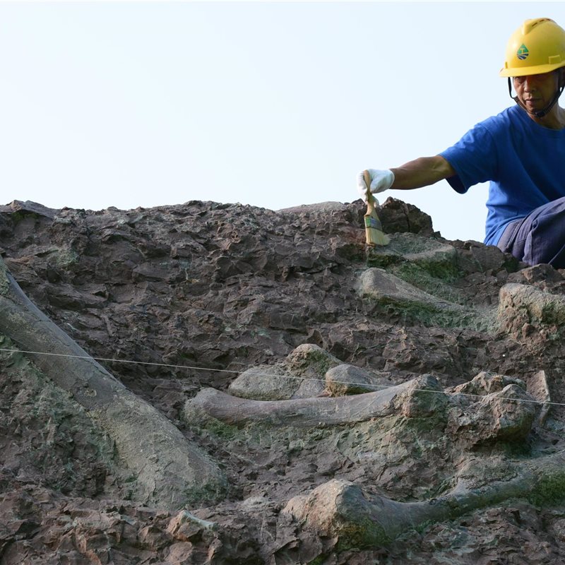 Descubierta en China una enorme pared repleta de fósiles de diferentes dinosaurios