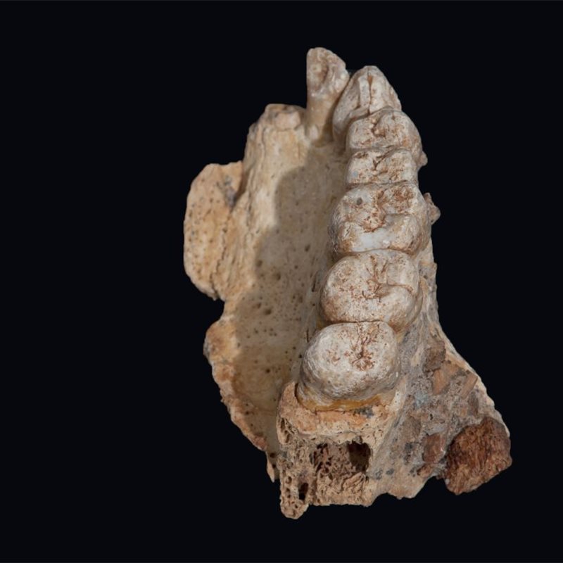 Descubierto el fósil humano más antiguo fuera de África