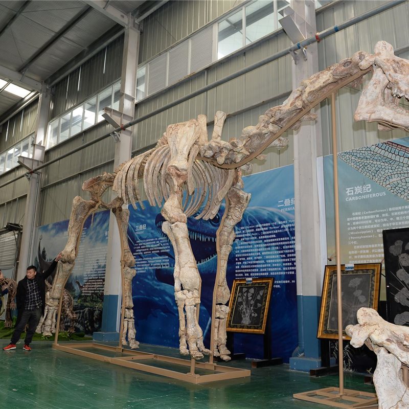 Restaurado el gigantesco fósil de un rinoceronte extinto de hace 20 millones de años