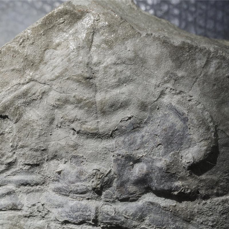Descubiertos los ojos compuestos más antiguos conocidos en un fósil de trilobites 