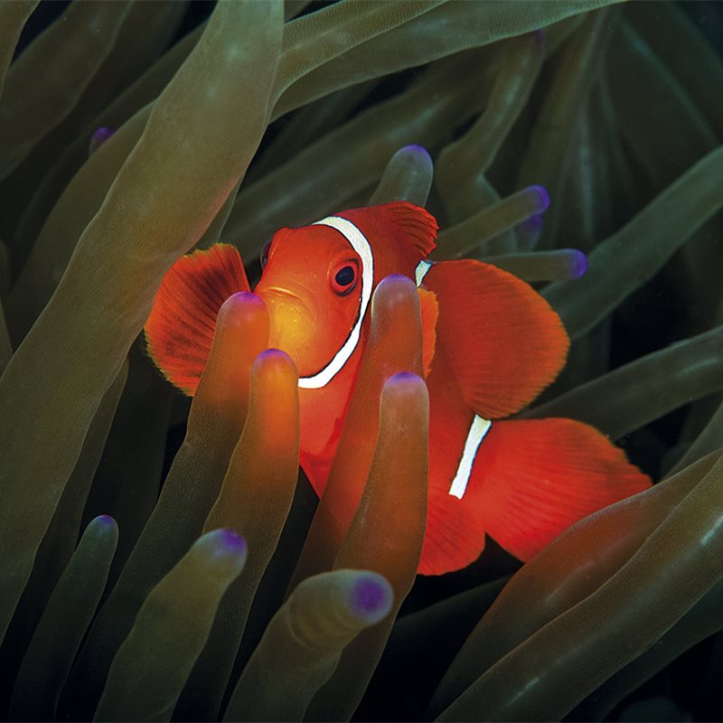 La fabulosa biodiversidad submarina de Sulawesi, Indonesia