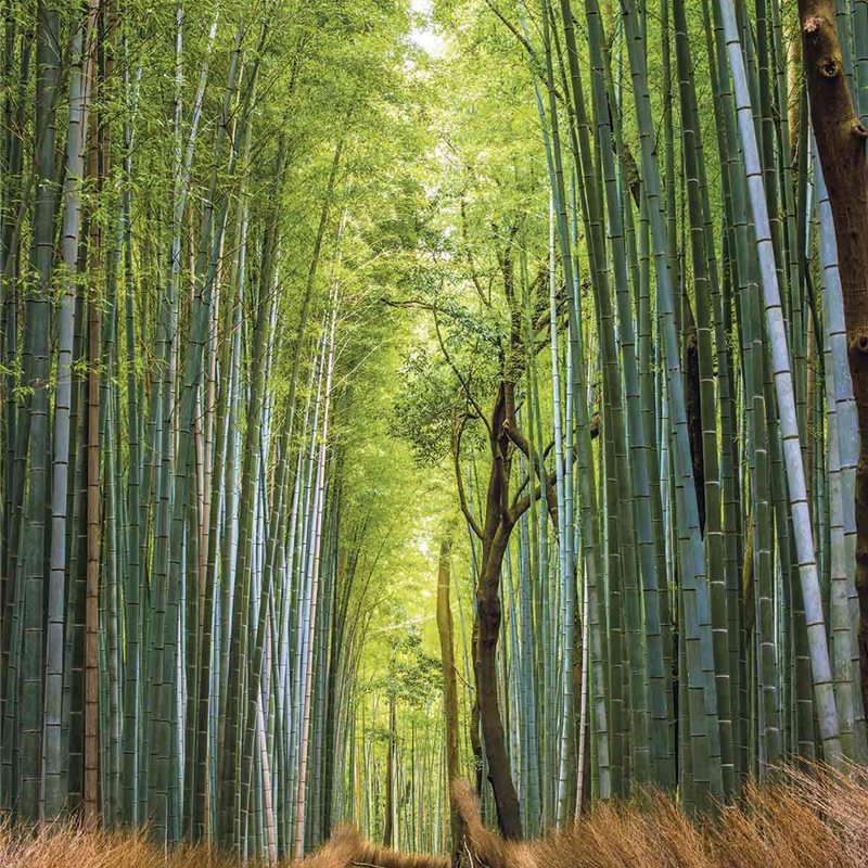Japón: bajo el embrujo del bosque de bambú