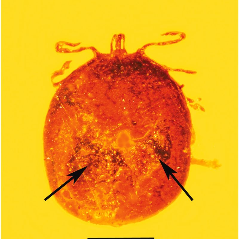 Una garrapata fosilizada en ámbar contiene los glóbulos rojos de un mamífero