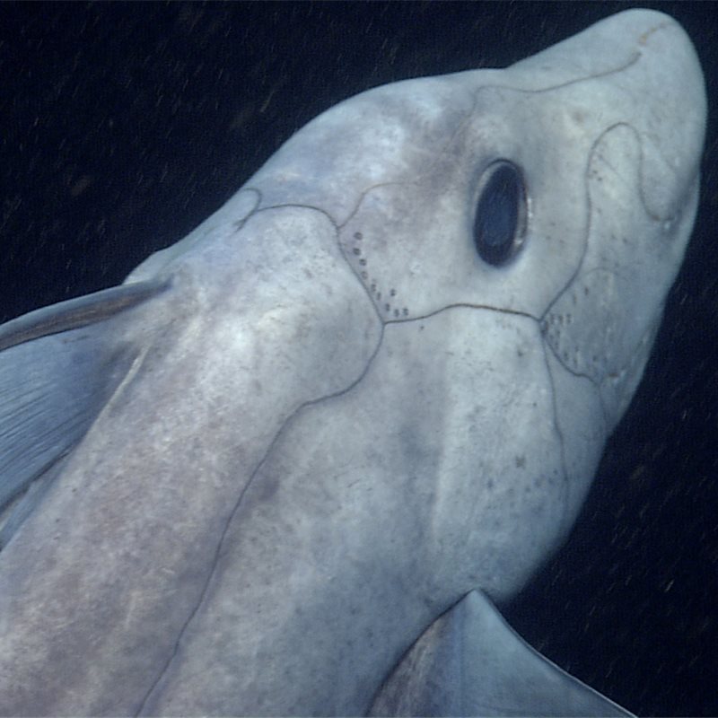 Detectada una especie de tiburón fantasma al norte del oceáno Pacífico