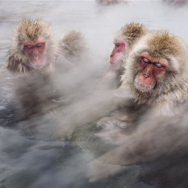 Macacos japoneses, los monos de las nieves