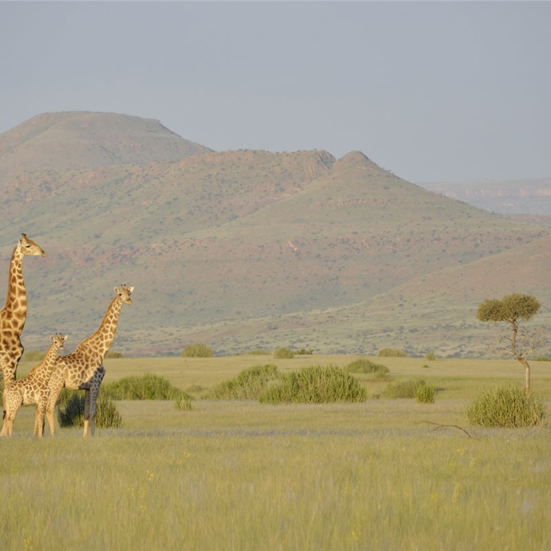 Hay 4 especies de jirafas africanas (y no sólo una)