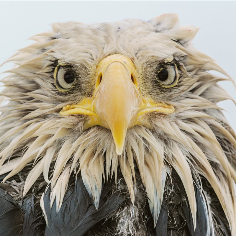 El águila calva, símbolo nacional de Estados Unidos
