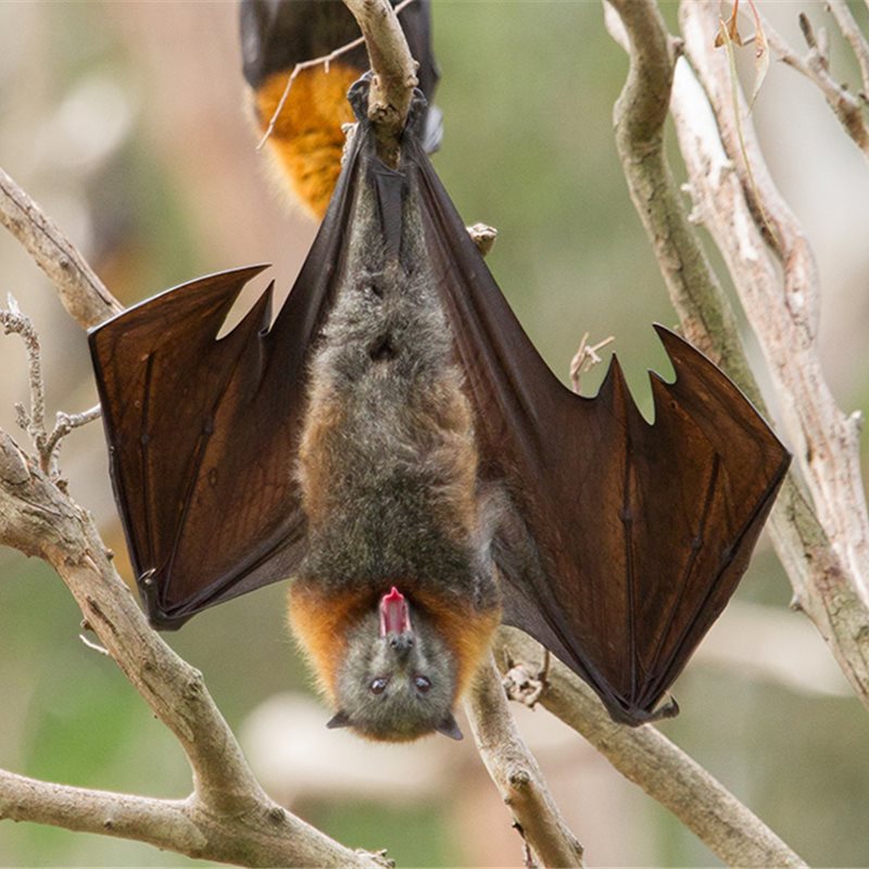 Una lengua peluda que ayuda a los murciélagos a alimentarse