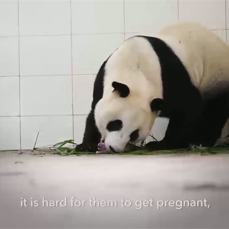 Vídeo: la recuperación de los osos panda en China