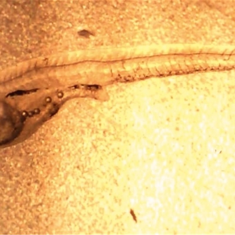 Larva de perca que ha ingerido micropartículas de plástico, mar Baltico