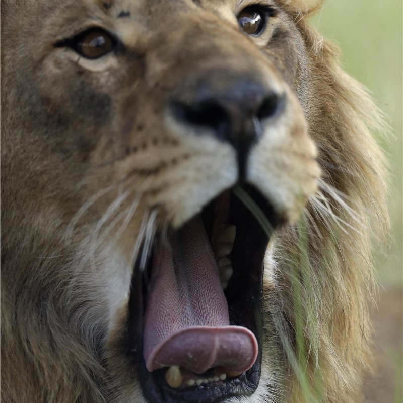 2 leones desnutridos de Irak y Siria han sido trasladados a un santuario animal de Sudáfrica