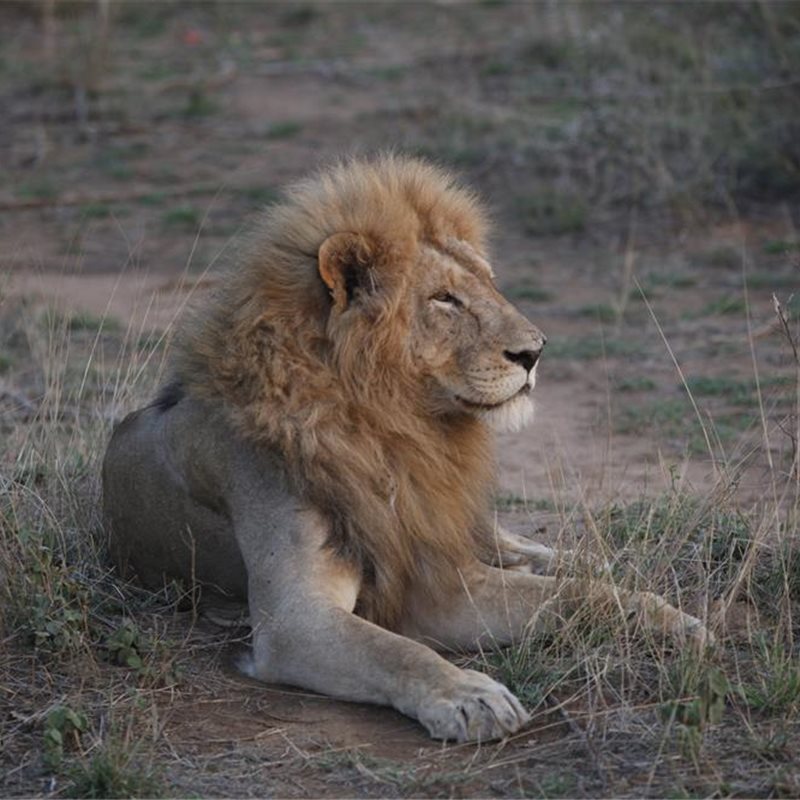 África se queda sin leones