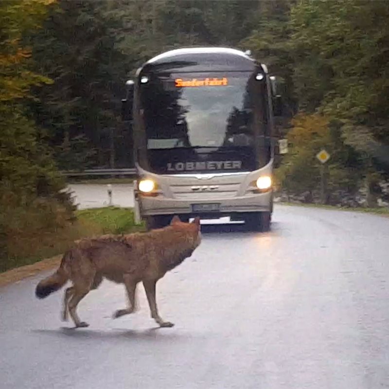 6 lobos se escapan de su recinto en un parque nacional de Alemania