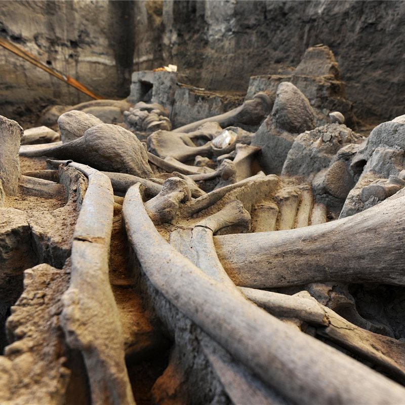 Recuperan la osamenta de un mamut que vivió hace 13.000 años en México