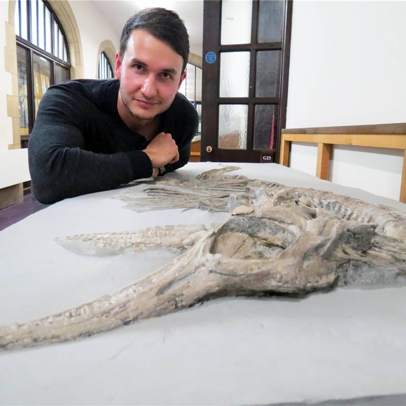 Describen 2 nuevas especies de ictiosaurios que vivieron en el Jurásico