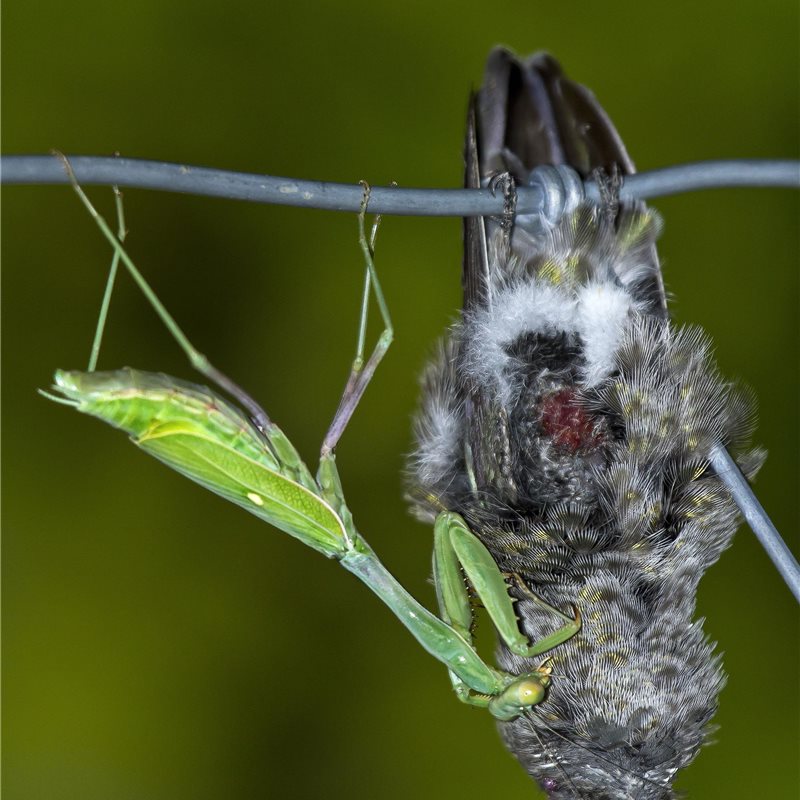 La mantis religiosa captura pájaros pequeños y los devora