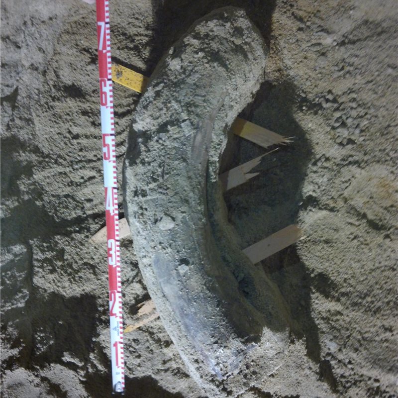 Hallan fósiles de mamut y mastodonte en unas obras en el metro de Los Ángeles