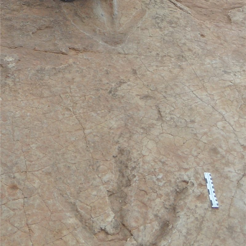 Las huellas de un enorme dinosaurio carnívoro que vivió a comienzos del Jurásico