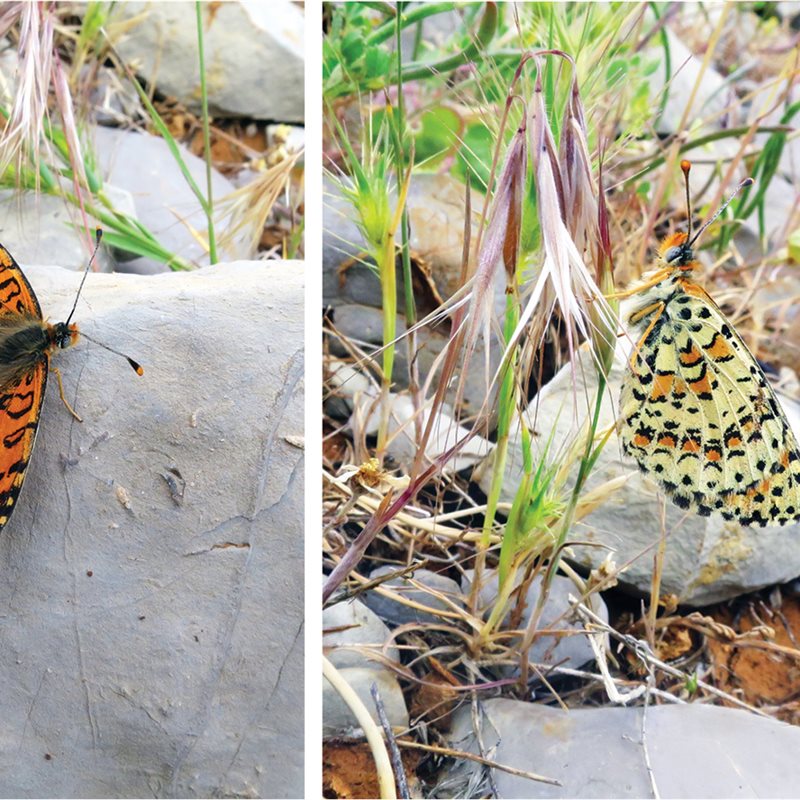 Descrita en Israel una nueva especie de mariposa