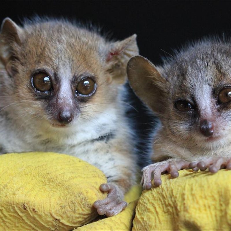 Descubiertas 3 nuevas especies de primates en Madagascar