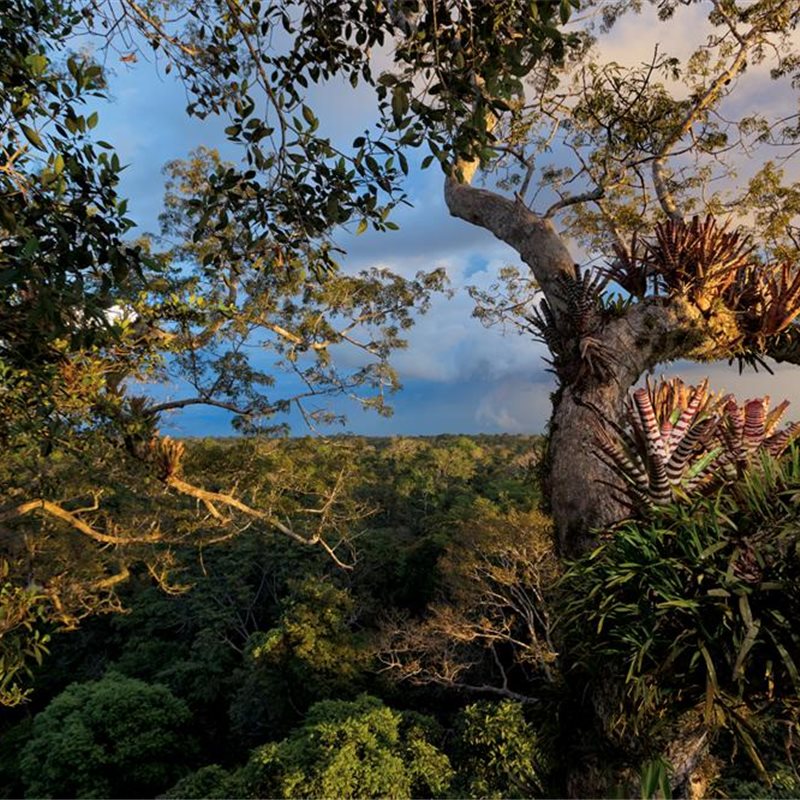 Parque Nacional Yasuní: bosque lluvioso en venta