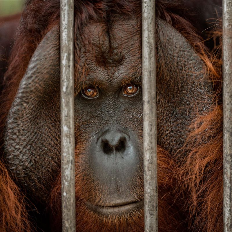 Orangutanes en la cuerda floja de la extinción