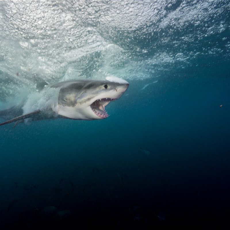 El misterioso y temido gran tiburón blanco