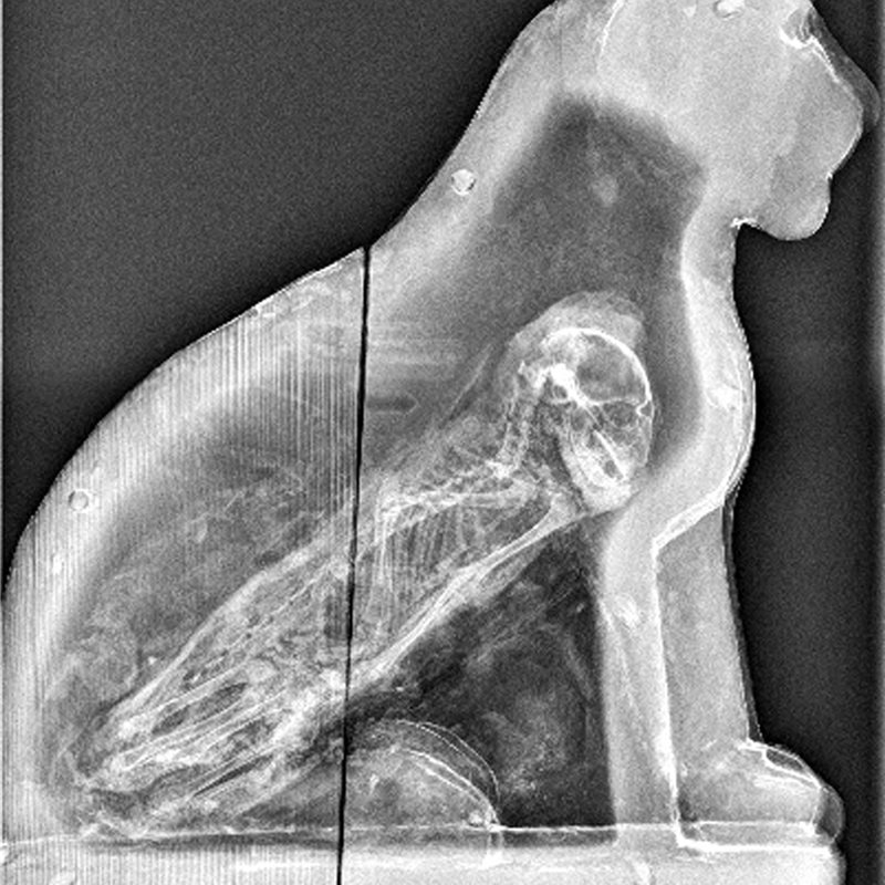 ¿Qué esconden las momias de animales del Antiguo Egipto?