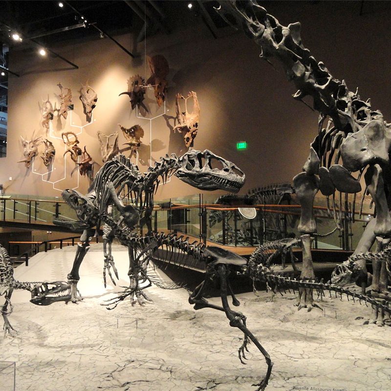 El árbol genealógico de los dinosaurios a debate