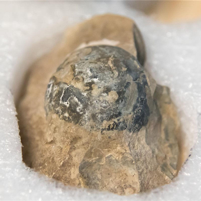 Una colección única de fósiles de dinosaurio ha sido escaneada con un sincrotrón