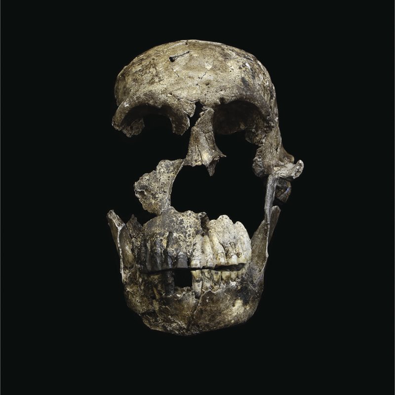 Nuevos y sorprendentes hallazgos relacionados con el 'Homo naledi'