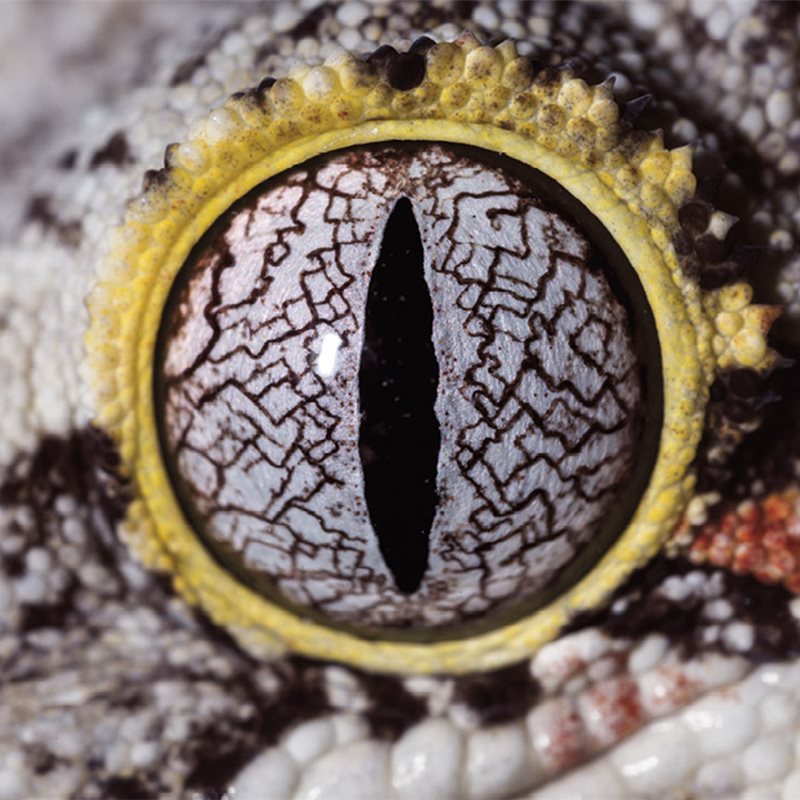 ¿A qué animal pertenecen estos ojos? 