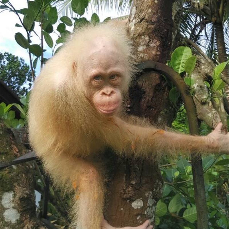 orangutanalba1