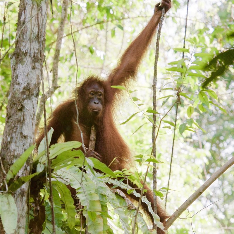 La población de orangutanes de Borneo ha perdido más de 100.000 animales en los últimos 16 años